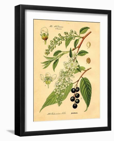Botanical IV-N. Harbick-Framed Art Print