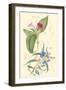 Botanical IV-Jacob Dietrich-Framed Art Print