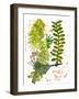 Botanical jungle-Sarah Thompson-Engels-Framed Giclee Print