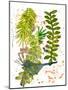 Botanical jungle-Sarah Thompson-Engels-Mounted Giclee Print