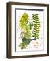 Botanical jungle-Sarah Thompson-Engels-Framed Giclee Print