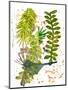 Botanical jungle-Sarah Thompson-Engels-Mounted Giclee Print