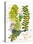 Botanical jungle-Sarah Thompson-Engels-Stretched Canvas