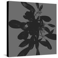 Botanical Light 1-Melody Hogan-Stretched Canvas