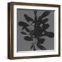 Botanical Light 2-Melody Hogan-Framed Art Print