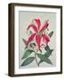 Botanical Lily, 1996-Lillian Delevoryas-Framed Giclee Print