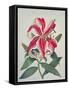 Botanical Lily, 1996-Lillian Delevoryas-Framed Stretched Canvas