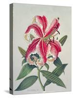 Botanical Lily, 1996-Lillian Delevoryas-Stretched Canvas