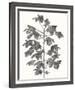 Botanical Lyrical-Kristine Hegre-Framed Giclee Print
