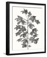 Botanical Lyrical-Kristine Hegre-Framed Giclee Print