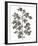 Botanical Lyrical-Kristine Hegre-Framed Giclee Print