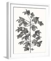 Botanical Lyrical-Kristine Hegre-Framed Giclee Print