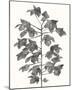 Botanical Lyrical-Kristine Hegre-Mounted Giclee Print