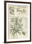 Botanical Memoir I-Stephanie Monahan-Framed Giclee Print
