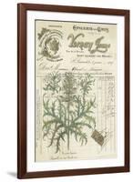 Botanical Memoir I-Stephanie Monahan-Framed Giclee Print