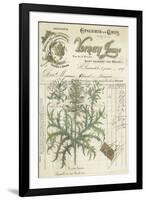 Botanical Memoir I-Stephanie Monahan-Framed Giclee Print