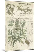 Botanical Memoir I-Stephanie Monahan-Mounted Giclee Print