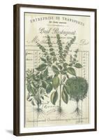 Botanical Memoir IV-Stephanie Monahan-Framed Giclee Print