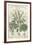 Botanical Memoir IV-Stephanie Monahan-Framed Giclee Print