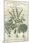 Botanical Memoir IV-Stephanie Monahan-Mounted Giclee Print