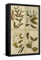 Botanical Montage I-Vision Studio-Framed Stretched Canvas