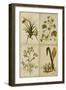 Botanical Montage II-Vision Studio-Framed Art Print