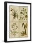 Botanical Montage II-Vision Studio-Framed Art Print