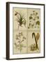 Botanical Montage II-Vision Studio-Framed Art Print