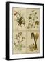 Botanical Montage II-Vision Studio-Framed Art Print