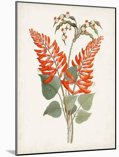 Botanical of the Tropics II-Unknown-Mounted Art Print