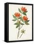 Botanical of the Tropics V-Unknown-Framed Stretched Canvas