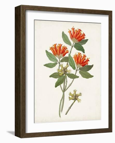 Botanical of the Tropics V-Unknown-Framed Art Print