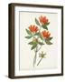 Botanical of the Tropics V-Unknown-Framed Art Print