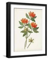 Botanical of the Tropics V-Unknown-Framed Art Print