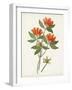 Botanical of the Tropics V-Unknown-Framed Art Print