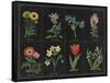 Botanical on Black Chart I-Wild Apple Portfolio-Framed Stretched Canvas