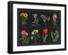 Botanical on Black Chart I-Wild Apple Portfolio-Framed Art Print