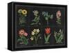 Botanical on Black Chart I-Wild Apple Portfolio-Framed Stretched Canvas