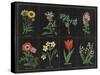 Botanical on Black Chart I-Wild Apple Portfolio-Stretched Canvas