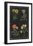 Botanical on Black Chart II-Wild Apple Portfolio-Framed Art Print