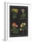 Botanical on Black Chart II-Wild Apple Portfolio-Framed Art Print