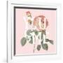 Botanical Pink Rose II You-Wild Apple Portfolio-Framed Premium Giclee Print
