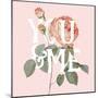 Botanical Pink Rose II You-Wild Apple Portfolio-Mounted Art Print