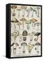 Botanical Plate Depicting 'Good and Bad Mushrooms', C.1900-null-Framed Stretched Canvas