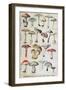 Botanical Plate Depicting 'Good and Bad Mushrooms', C.1900-null-Framed Giclee Print