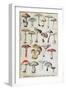 Botanical Plate Depicting 'Good and Bad Mushrooms', C.1900-null-Framed Giclee Print