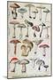 Botanical Plate Depicting 'Good and Bad Mushrooms', C.1900-null-Mounted Giclee Print