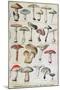 Botanical Plate Depicting 'Good and Bad Mushrooms', C.1900-null-Mounted Premium Giclee Print