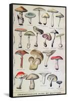 Botanical Plate Depicting 'Good and Bad Mushrooms', C.1900-null-Framed Stretched Canvas