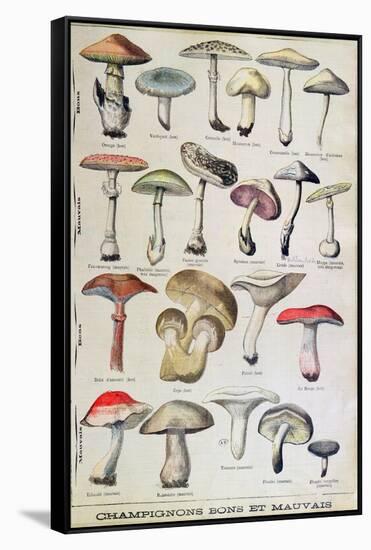 Botanical Plate Depicting 'Good and Bad Mushrooms', C.1900-null-Framed Stretched Canvas